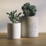 什麼是最適合您的植物？