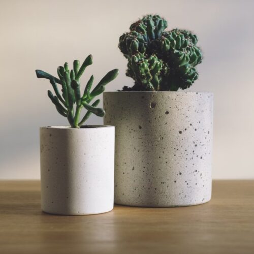 什麼是最適合您的植物？