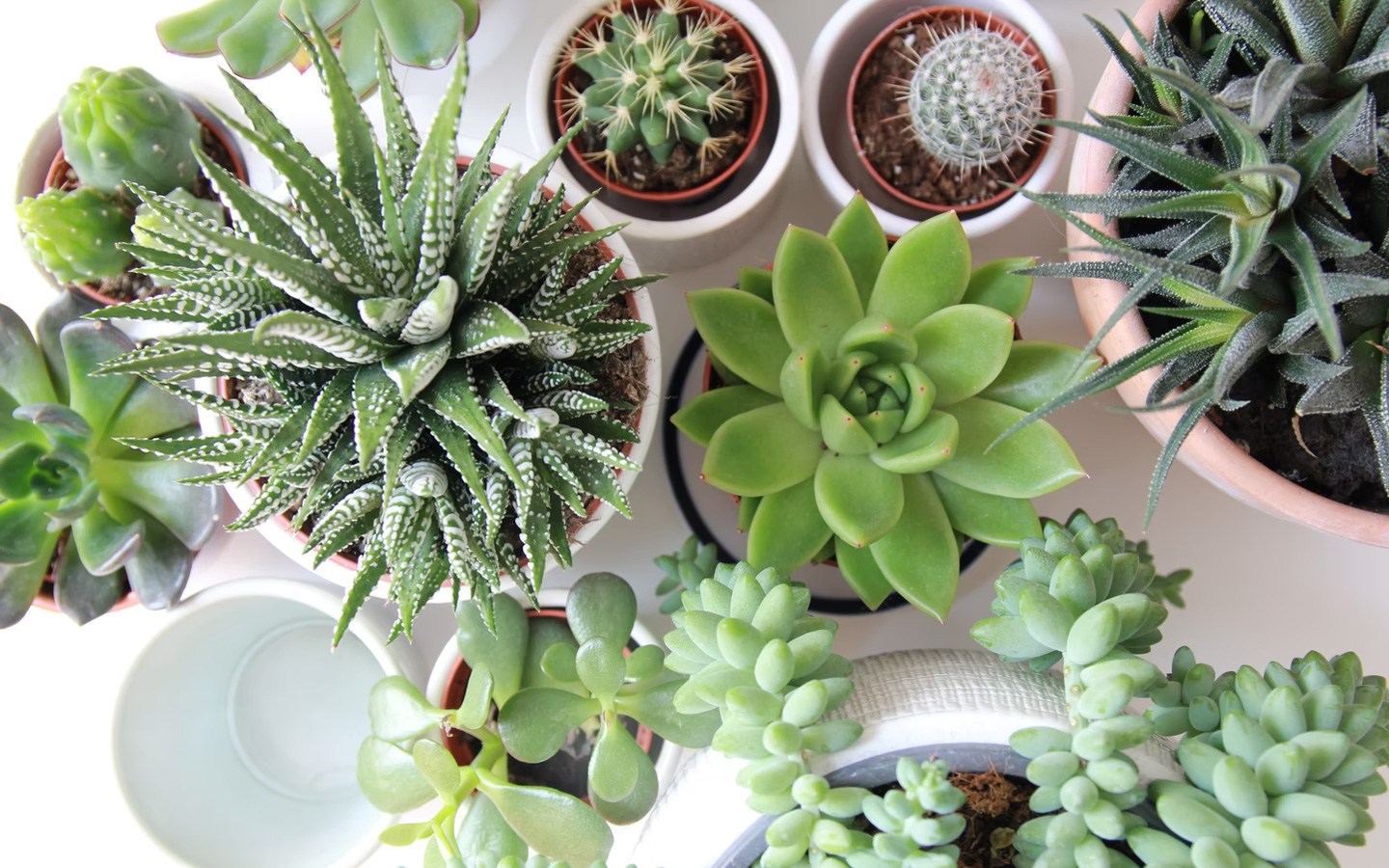 室內植物對健康有益