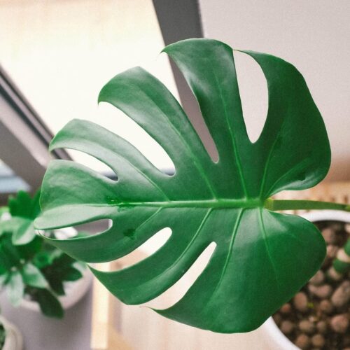 掌握澆水技巧：為您的盆景找到最佳平衡！