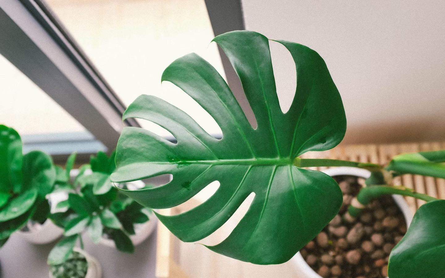 掌握澆水技巧：為您的盆景找到最佳平衡！